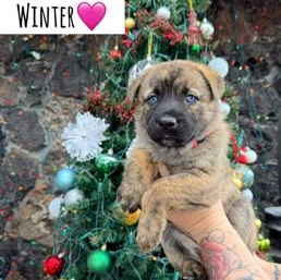 Enlarge Winter, an adopted mixed breed in Lodi, CA image 3/3