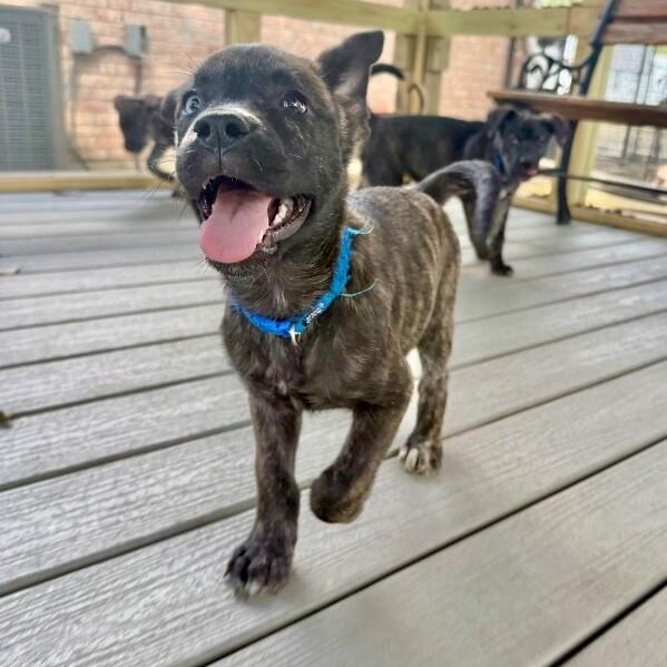 Baby Bear Kissy — thumbnail 4