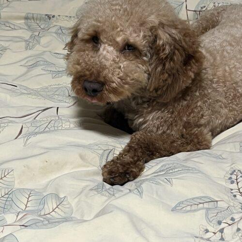 Enlarge Bentley, a Adoptable Miniature Poodle in Hawkestone, ON image 1/6