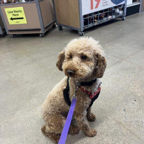 Enlarge Bentley, a Adoptable Miniature Poodle in Hawkestone, ON image 2/6