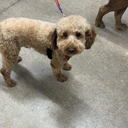 Enlarge Bentley, a Adoptable Miniature Poodle in Hawkestone, ON image 3/6