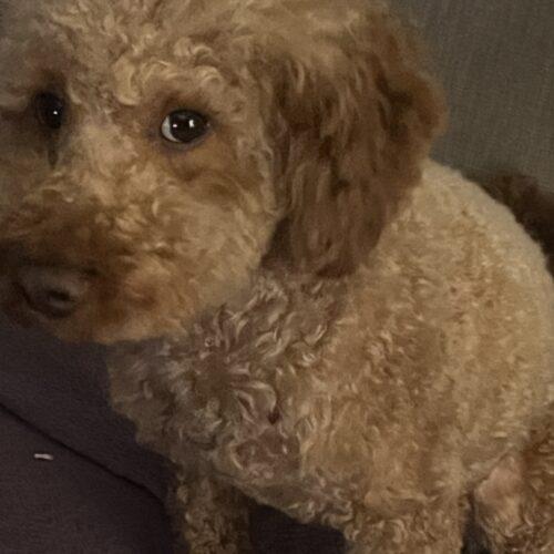 Enlarge Bentley, a Adoptable Miniature Poodle in Hawkestone, ON image 5/6