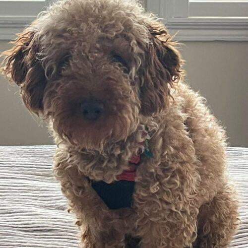Enlarge Bentley, a Adoptable Miniature Poodle in Hawkestone, ON image 6/6