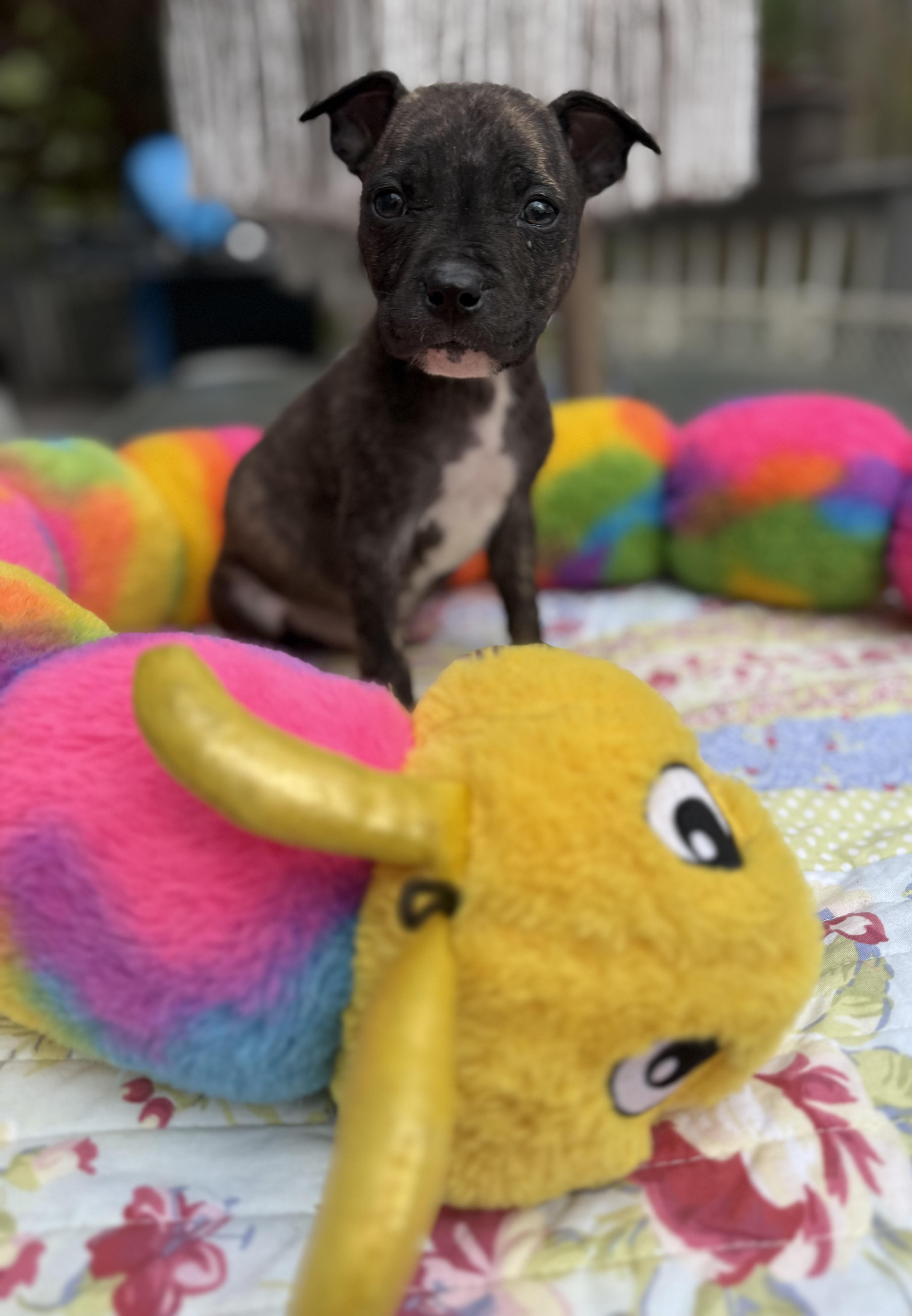 Enlarge Fitz , an adopted mixed breed in White Lake, MI image 1/5
