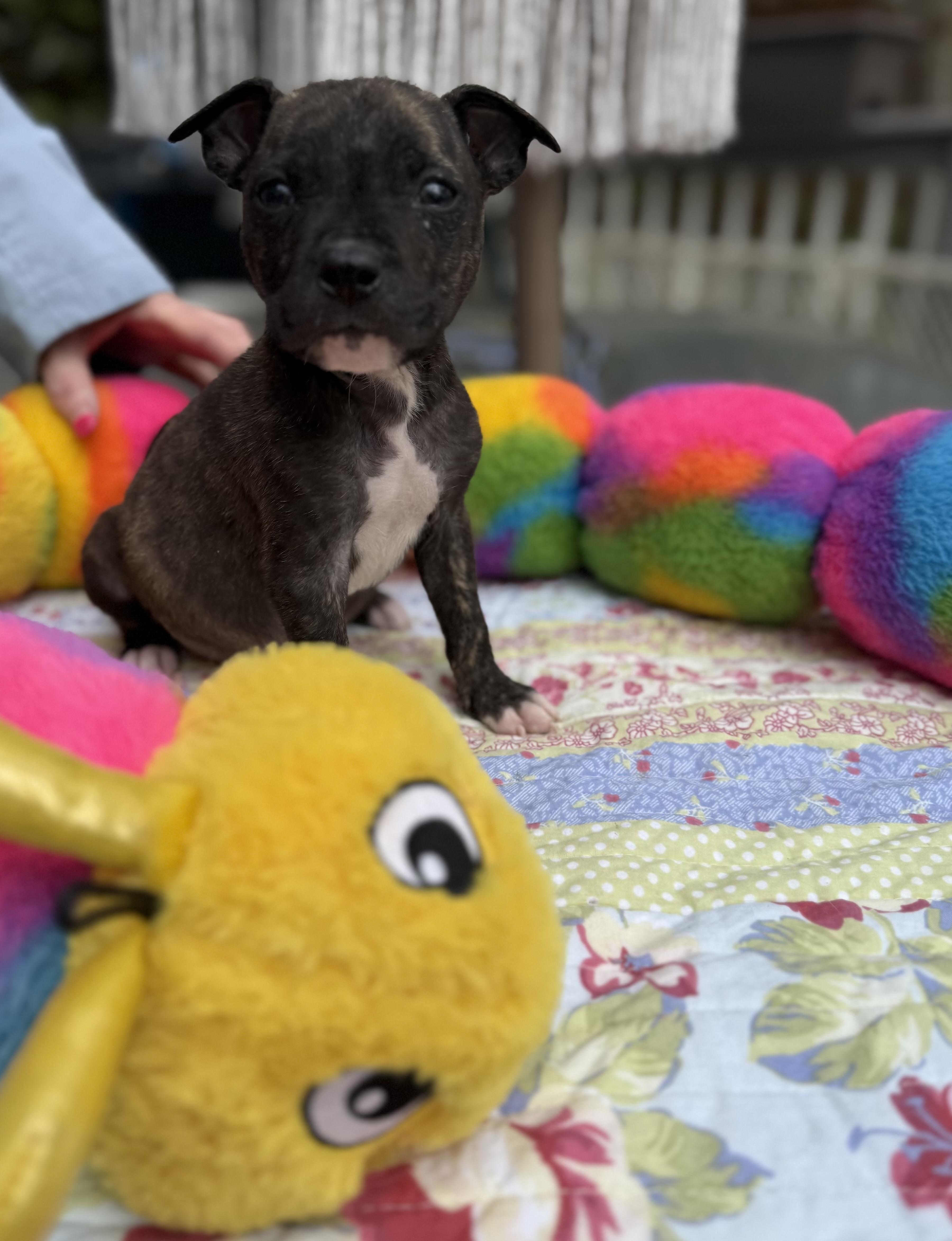 Enlarge Fitz , an adopted mixed breed in White Lake, MI image 3/5