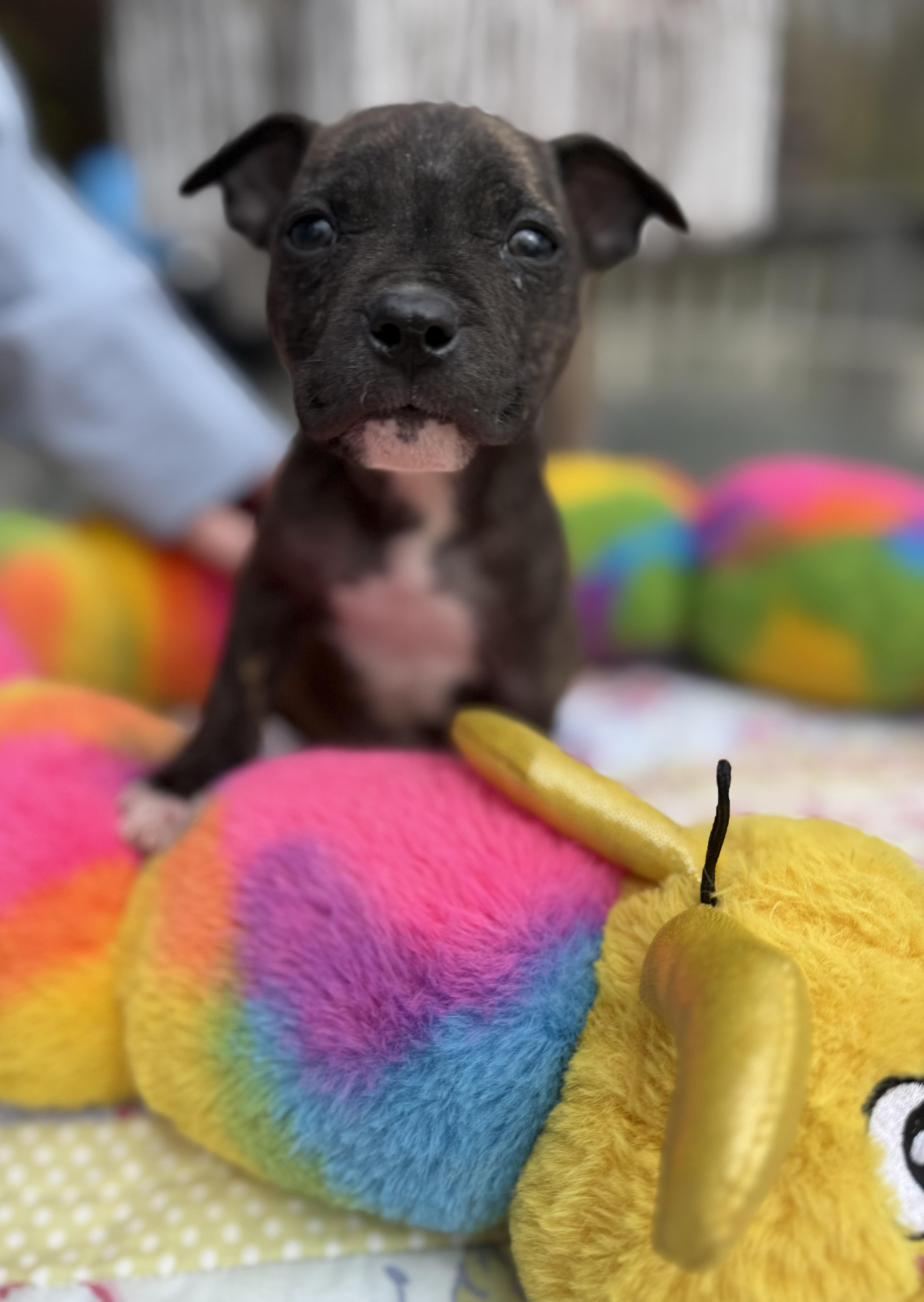 Enlarge Fitz , an adopted mixed breed in White Lake, MI image 2/5