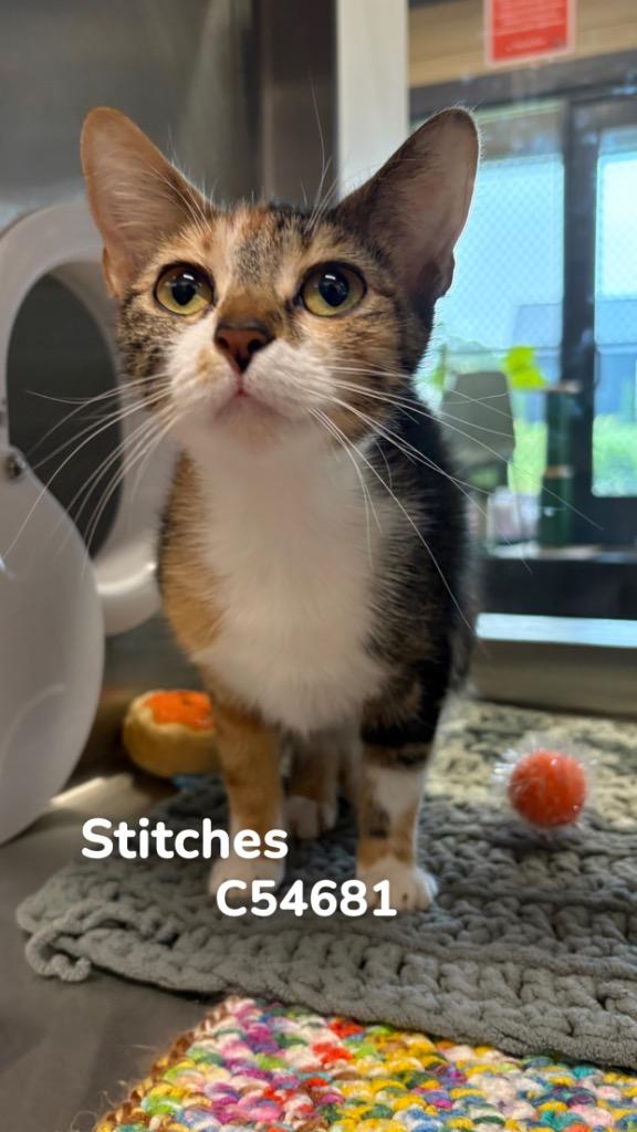 Stitches, Adoptable, Young Female Domestic Short Hair.
