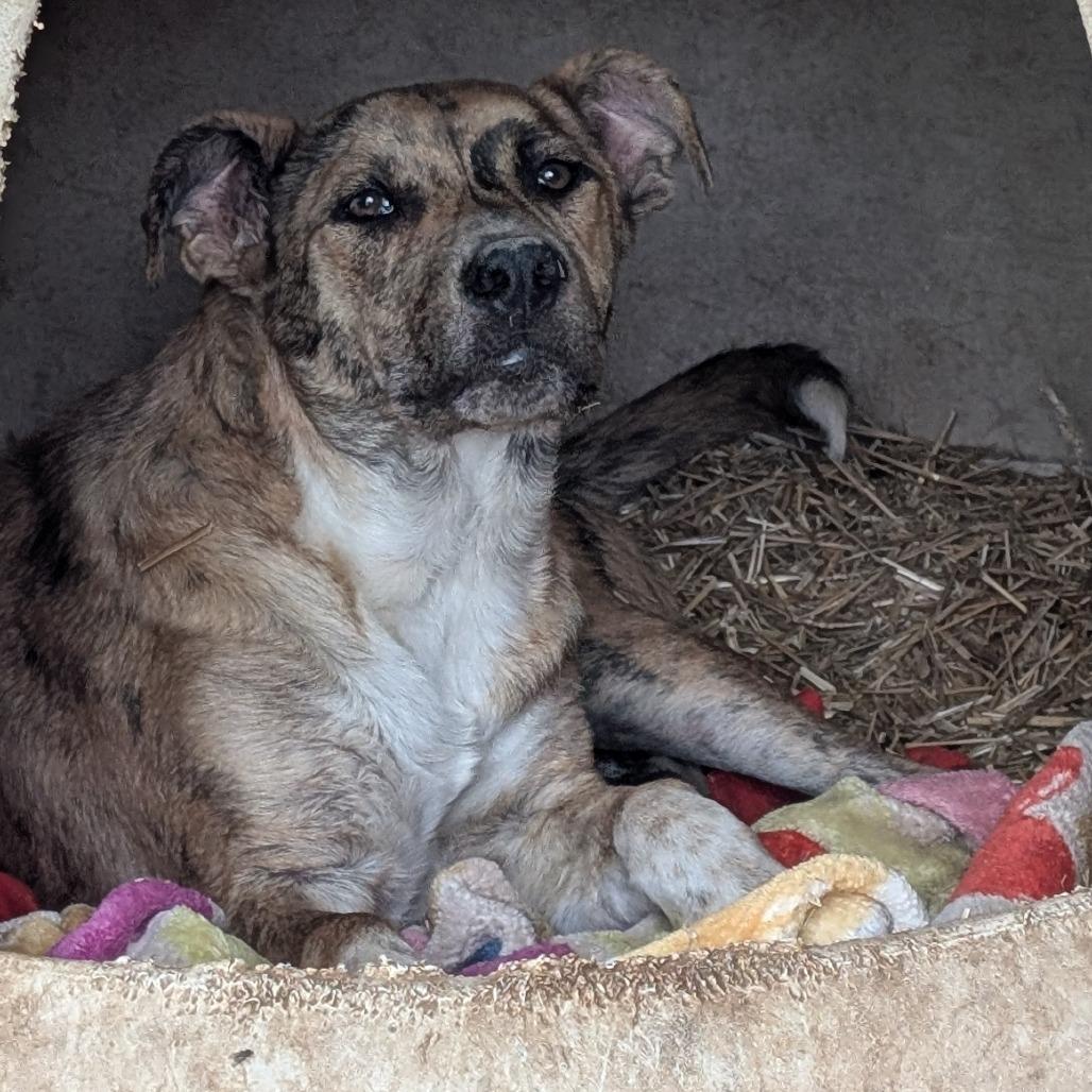 Enlarge Auburn, a Adoptable mixed breed in Buchanan Dam, TX image 1/3
