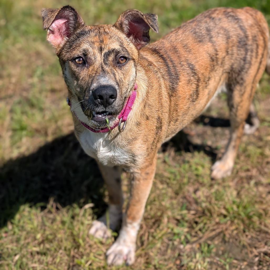 Enlarge Auburn, a Adoptable mixed breed in Buchanan Dam, TX image 2/6