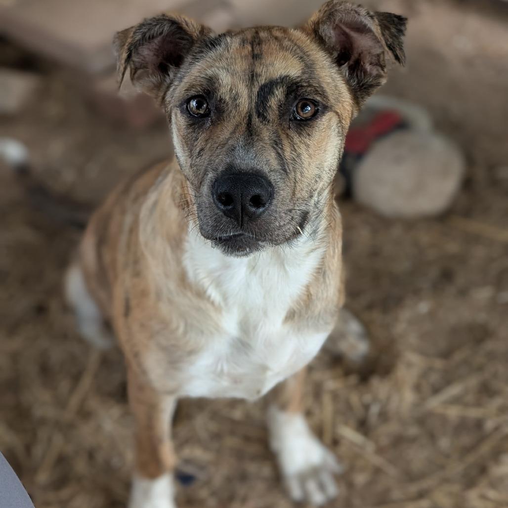Enlarge Auburn, a Adoptable mixed breed in Buchanan Dam, TX image 2/3