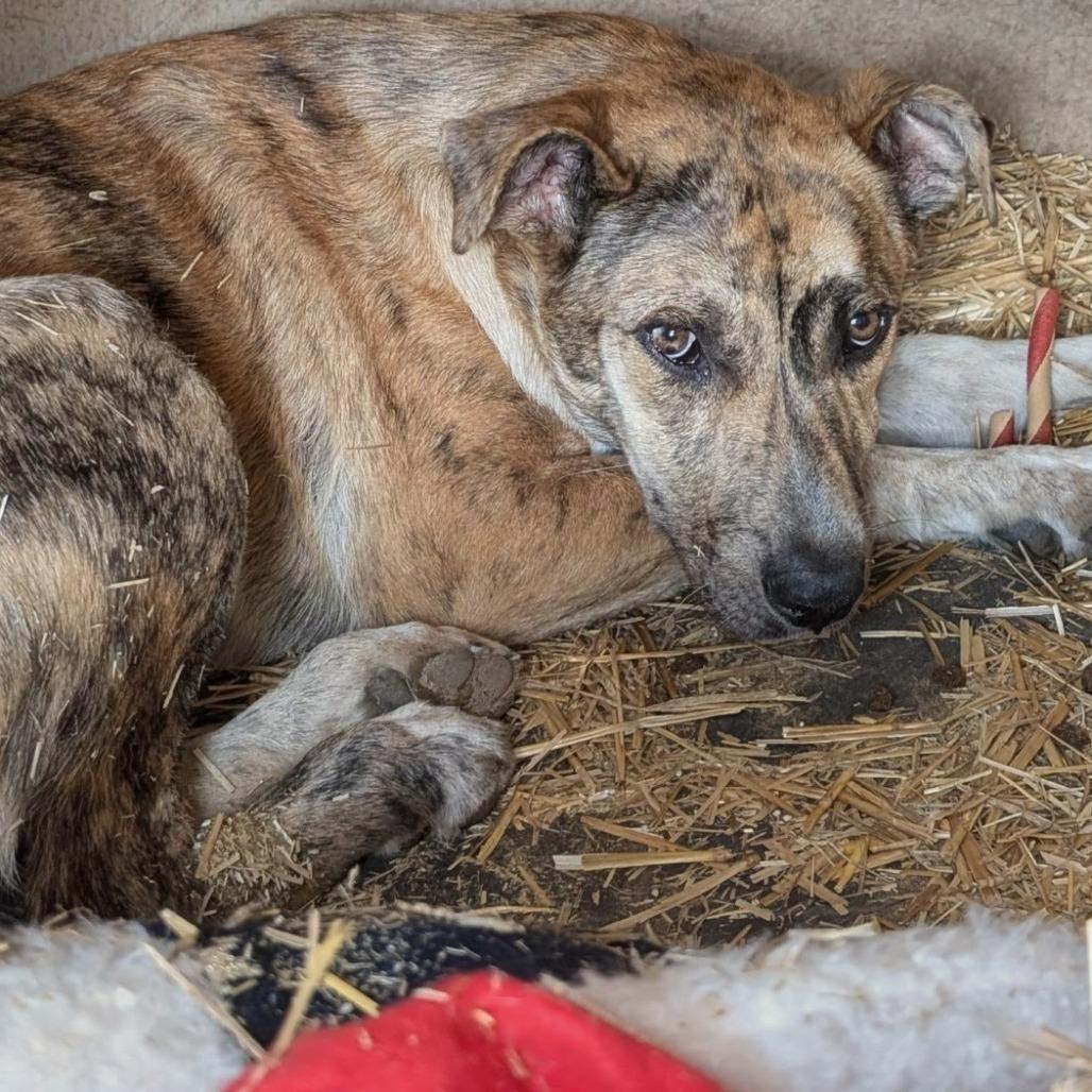 Enlarge Auburn, a Adoptable mixed breed in Buchanan Dam, TX image 3/3