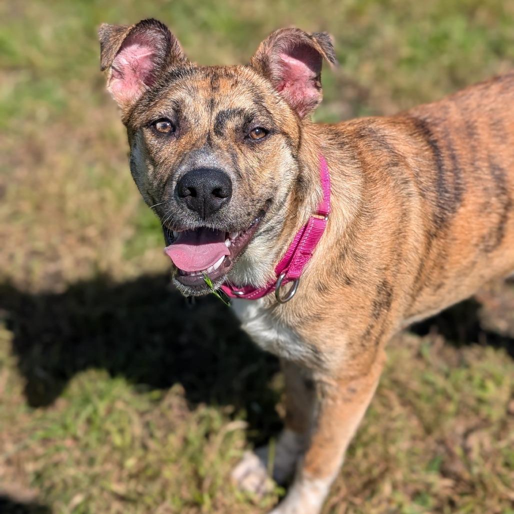 Enlarge Auburn, a Adoptable mixed breed in Buchanan Dam, TX image 5/6