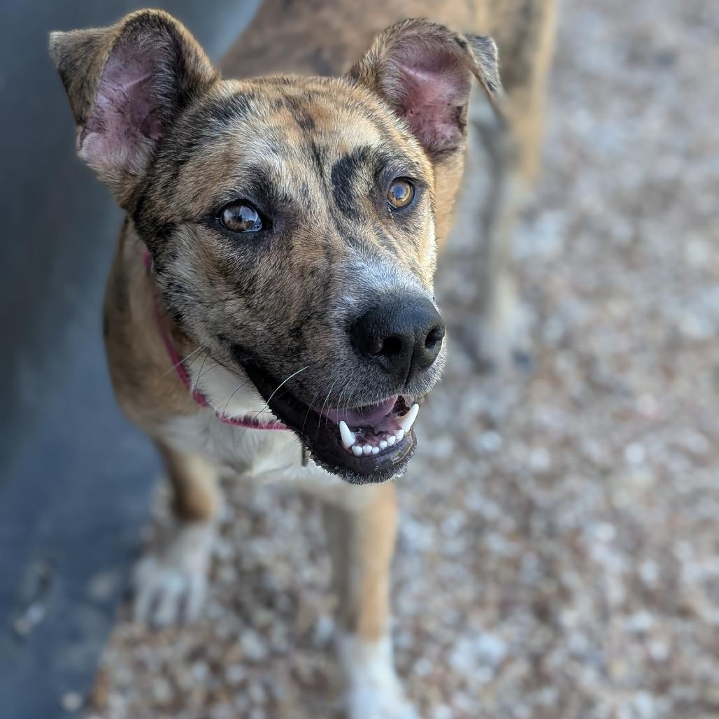 Enlarge Auburn, a Adoptable mixed breed in Buchanan Dam, TX image 6/6