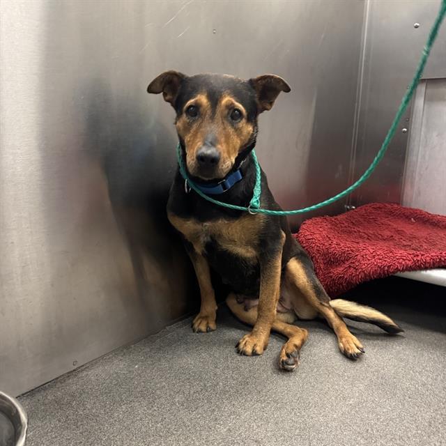 LUNA, Adoptable, Senior Female Mixed Breed.