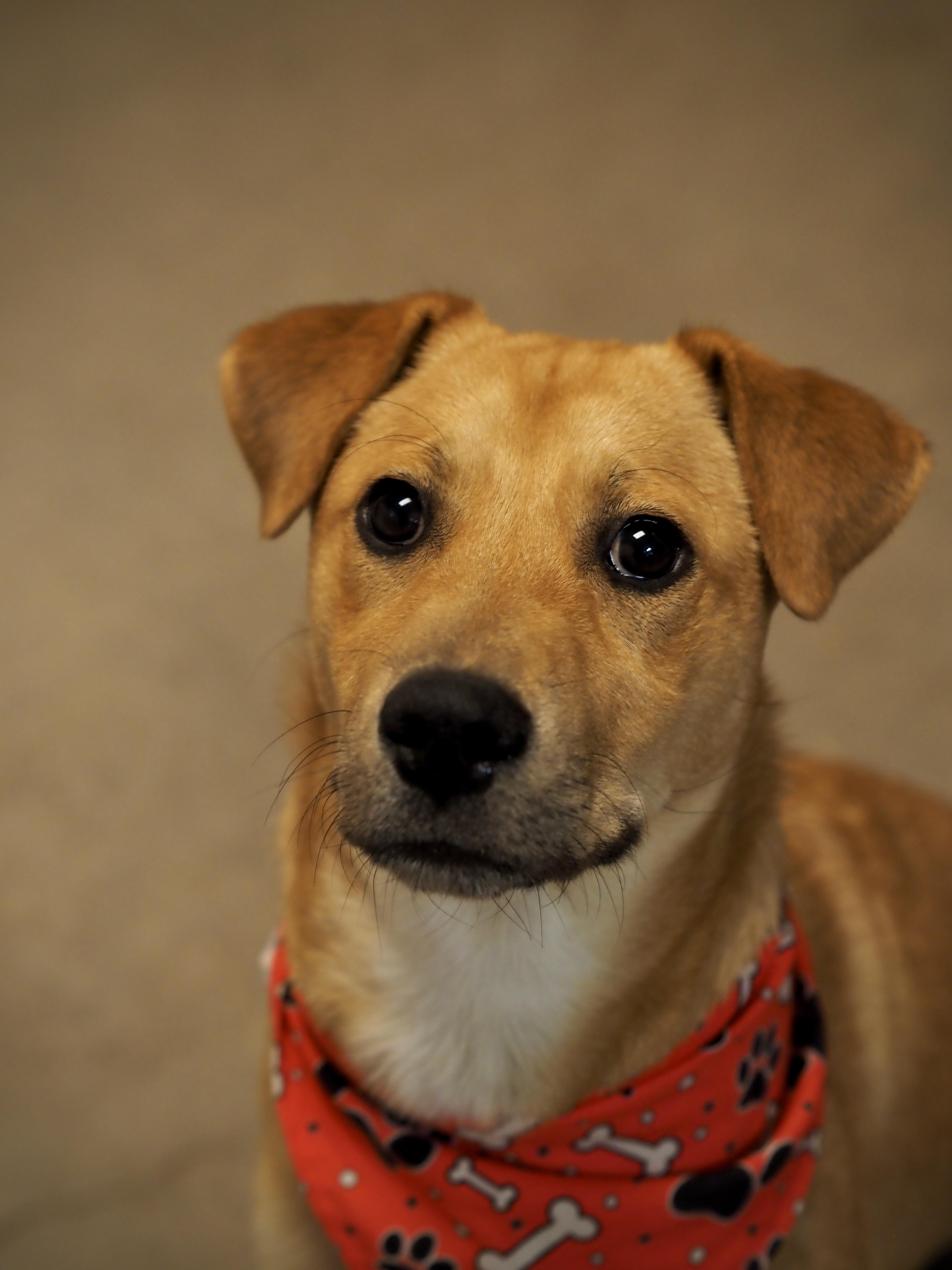 Enlarge May, a ADOPTABLE Mixed Breed in Buena Vista, CO image 2/4