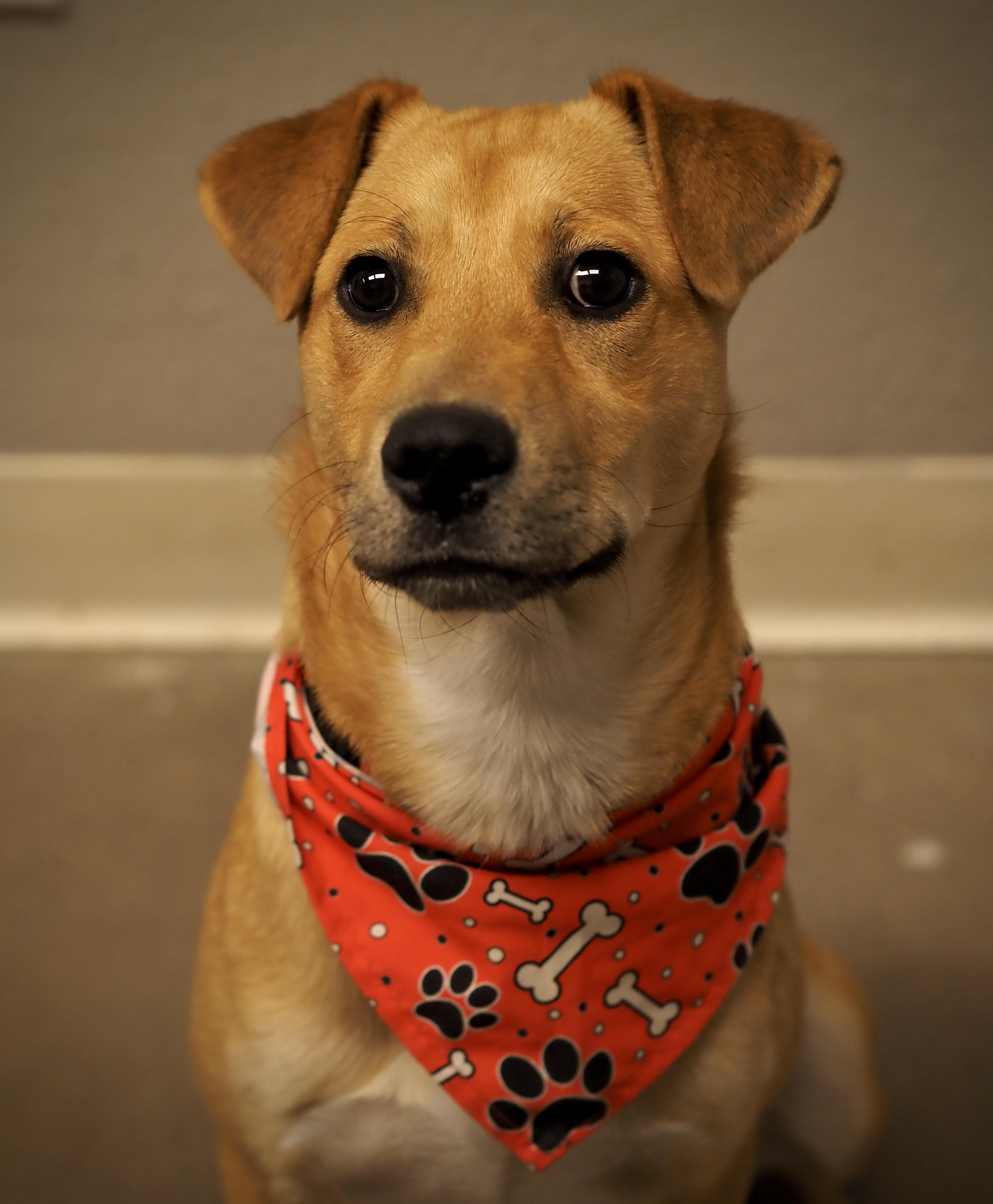 Enlarge May, a ADOPTABLE Mixed Breed in Buena Vista, CO image 3/4
