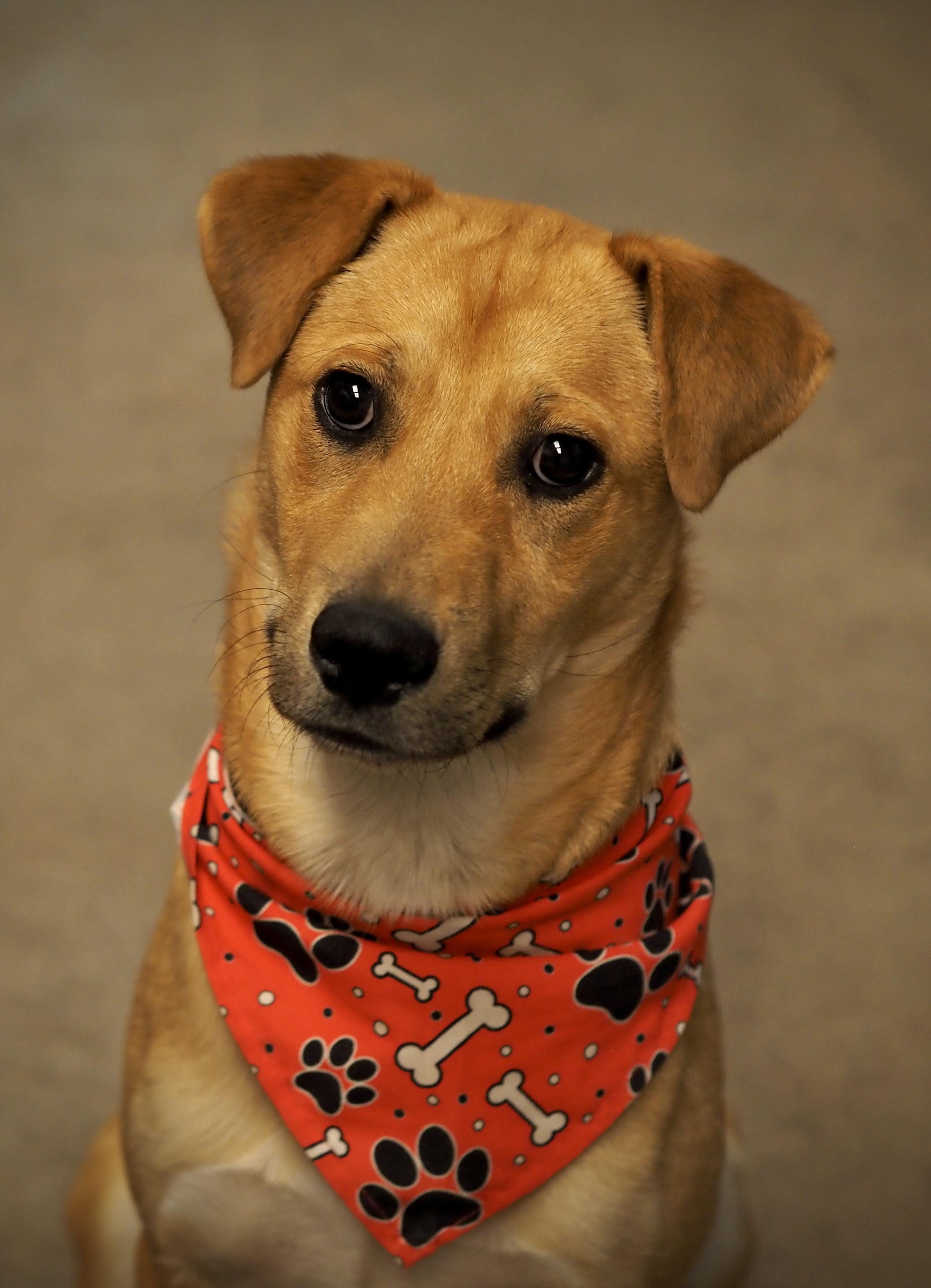 May, ADOPTABLE, Puppy Female Mixed Breed.