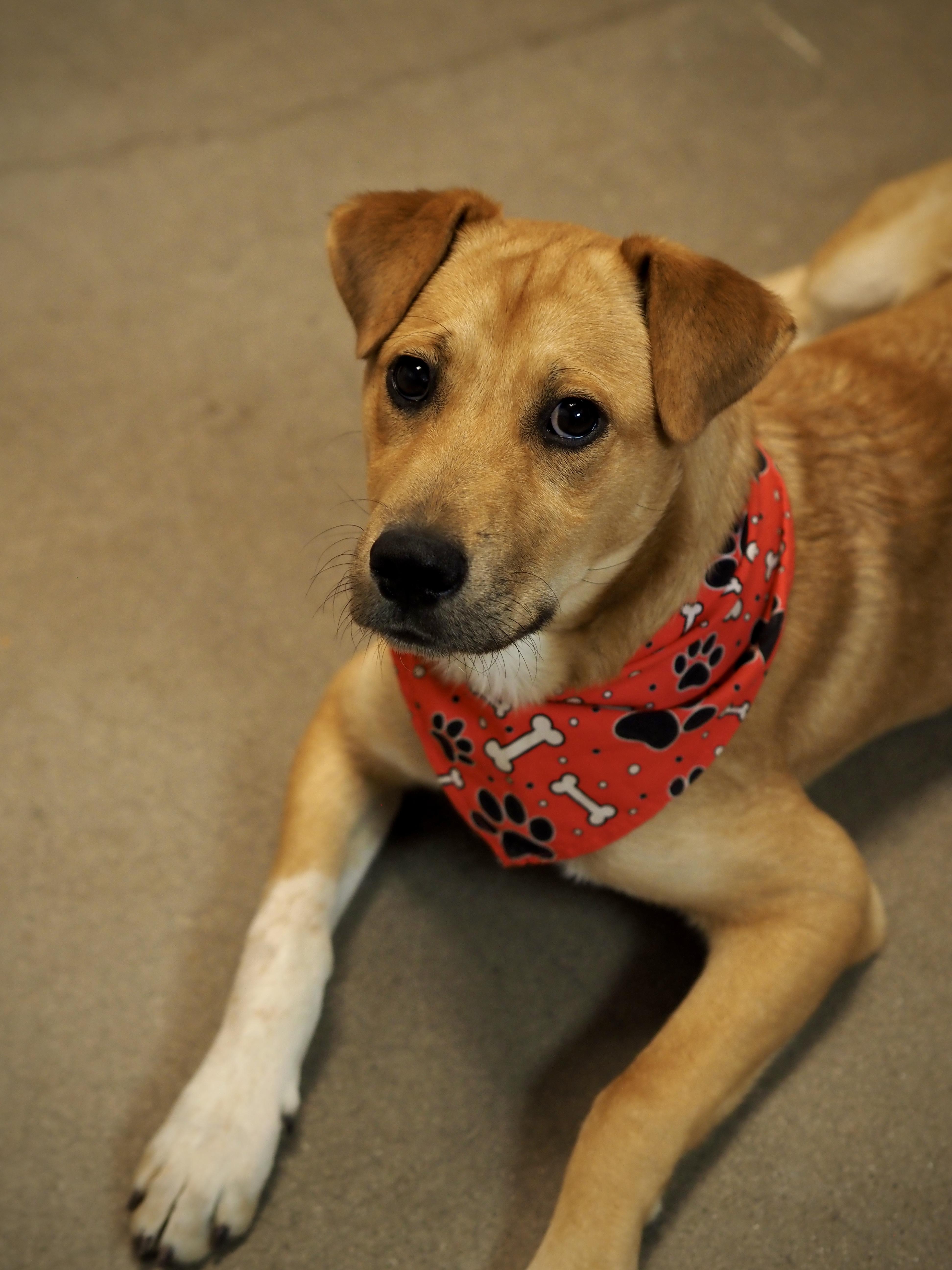 Enlarge May, a ADOPTABLE Mixed Breed in Buena Vista, CO image 4/4