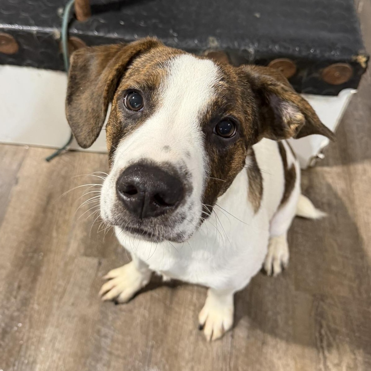 Enlarge Spanky, a Adoptable Mixed Breed in Alma, MI image 1/2