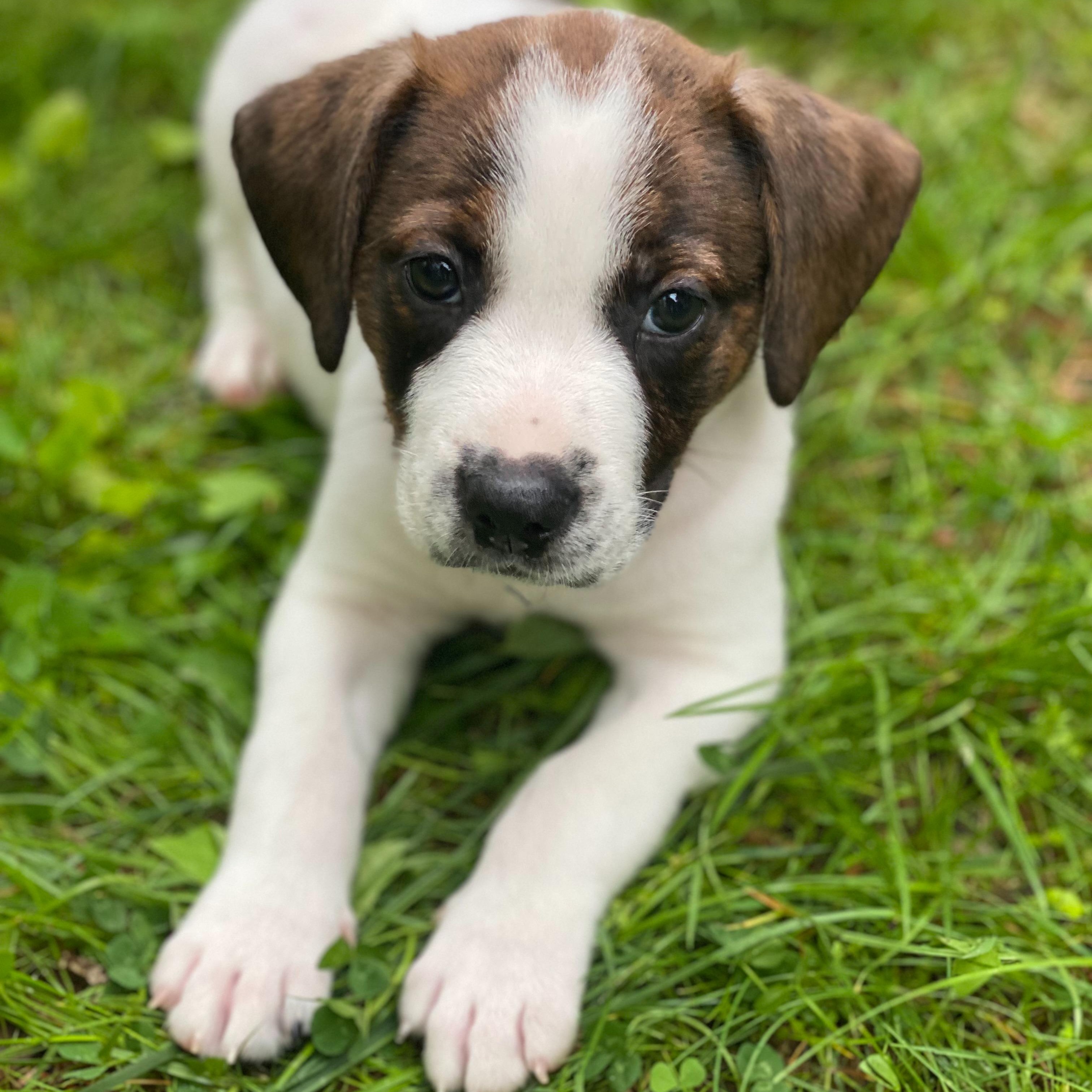 Enlarge Spanky, a ADOPTABLE Mixed Breed in Alma, MI image 1/1