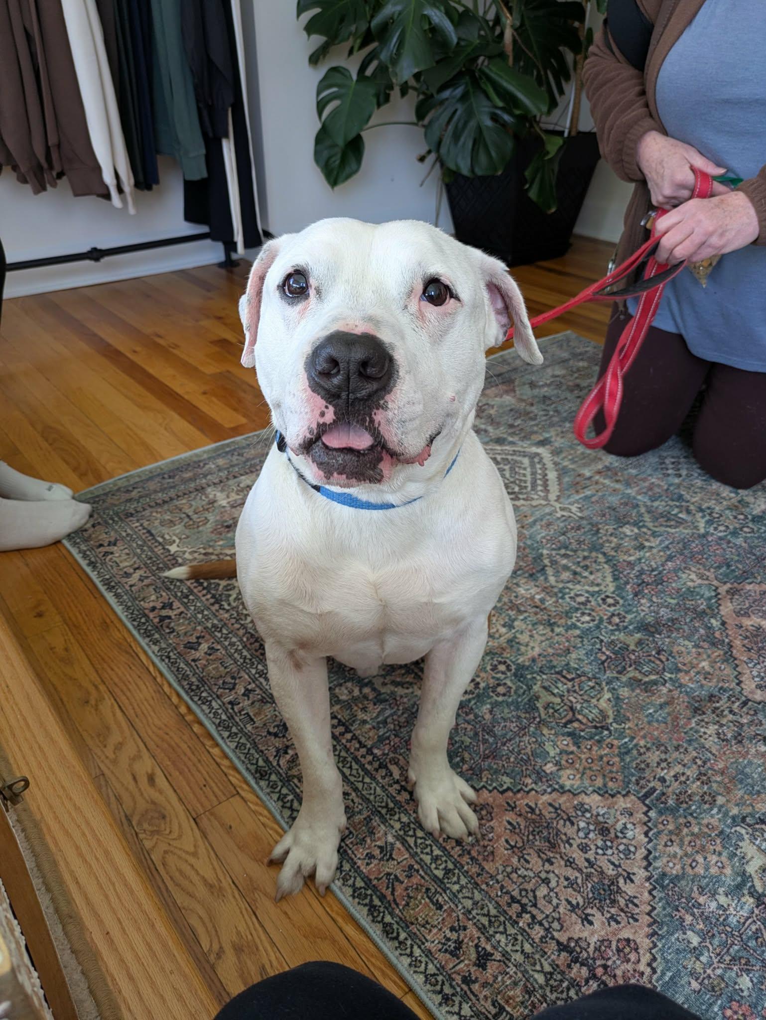 Enlarge Benny, a Adoptable mixed breed in Jamesville, NY image 5/5