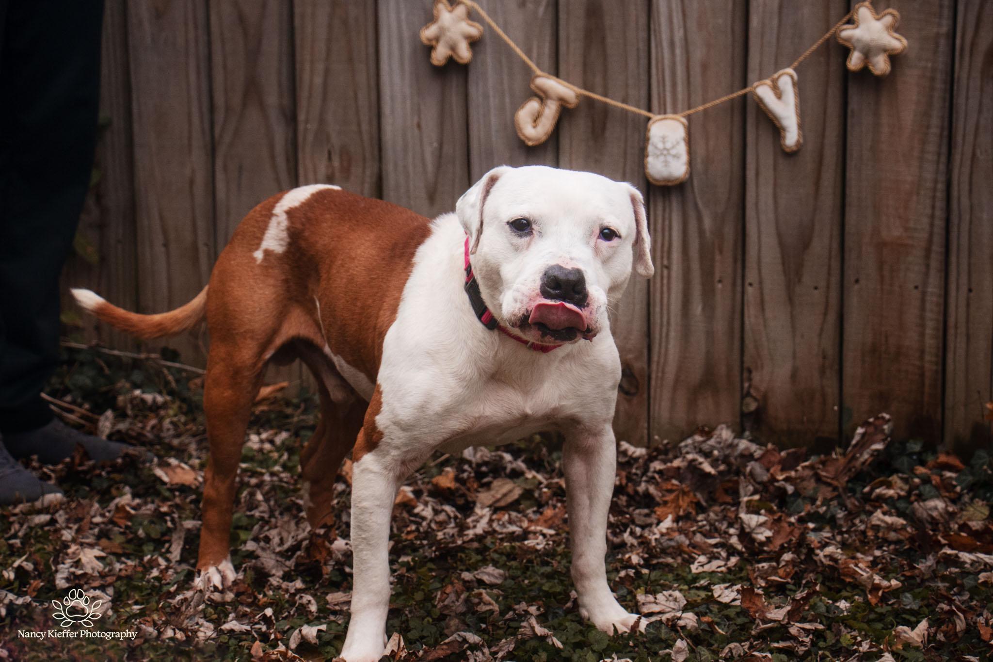 Enlarge Benny, a Adoptable mixed breed in Jamesville, NY image 5/5