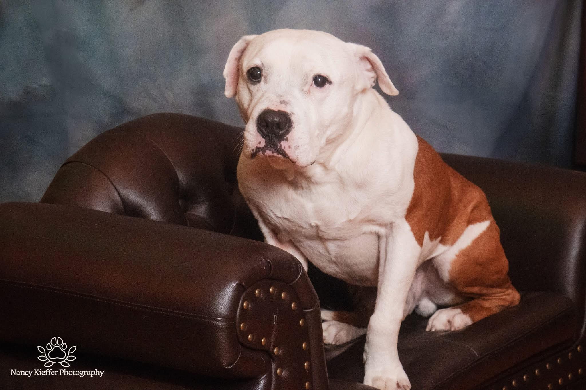 Enlarge Benny, a Adoptable mixed breed in Jamesville, NY image 3/6