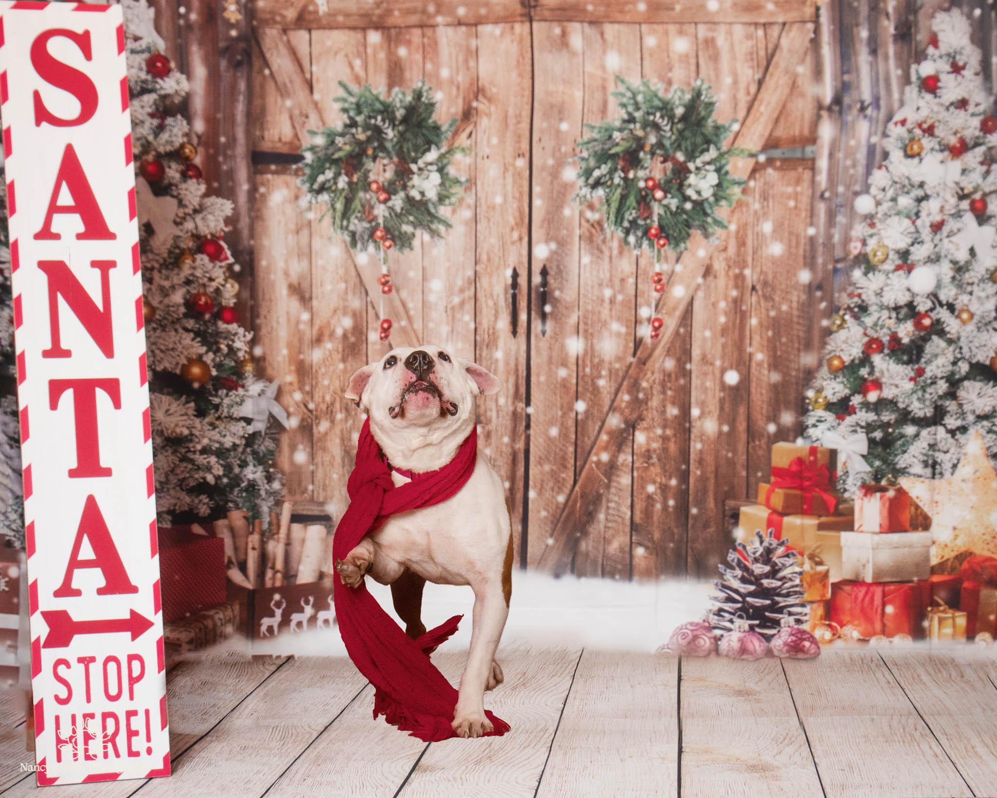 Enlarge Benny, a Adoptable mixed breed in Jamesville, NY image 2/5