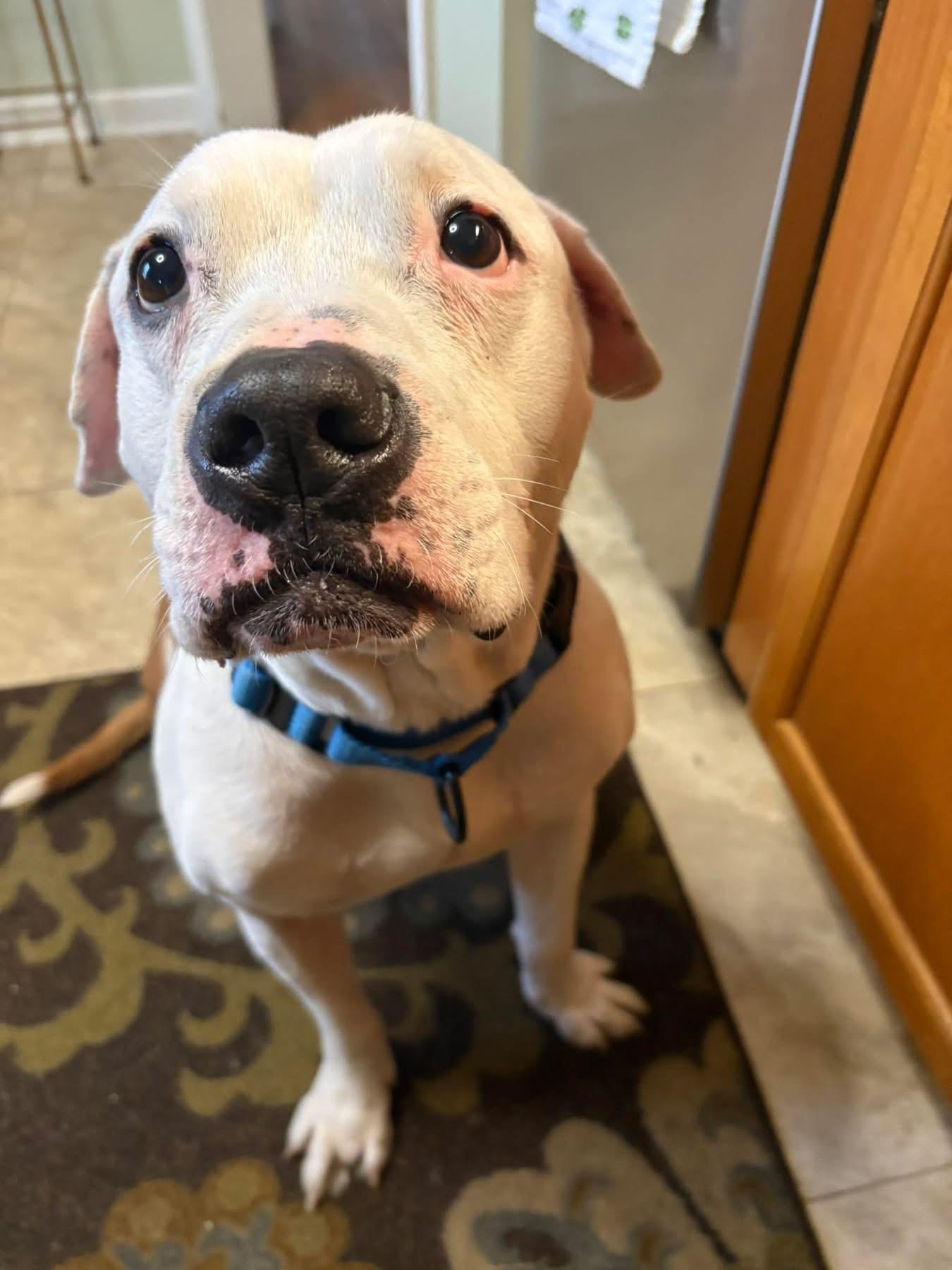 Enlarge Benny, a Adoptable mixed breed in Jamesville, NY image 6/6