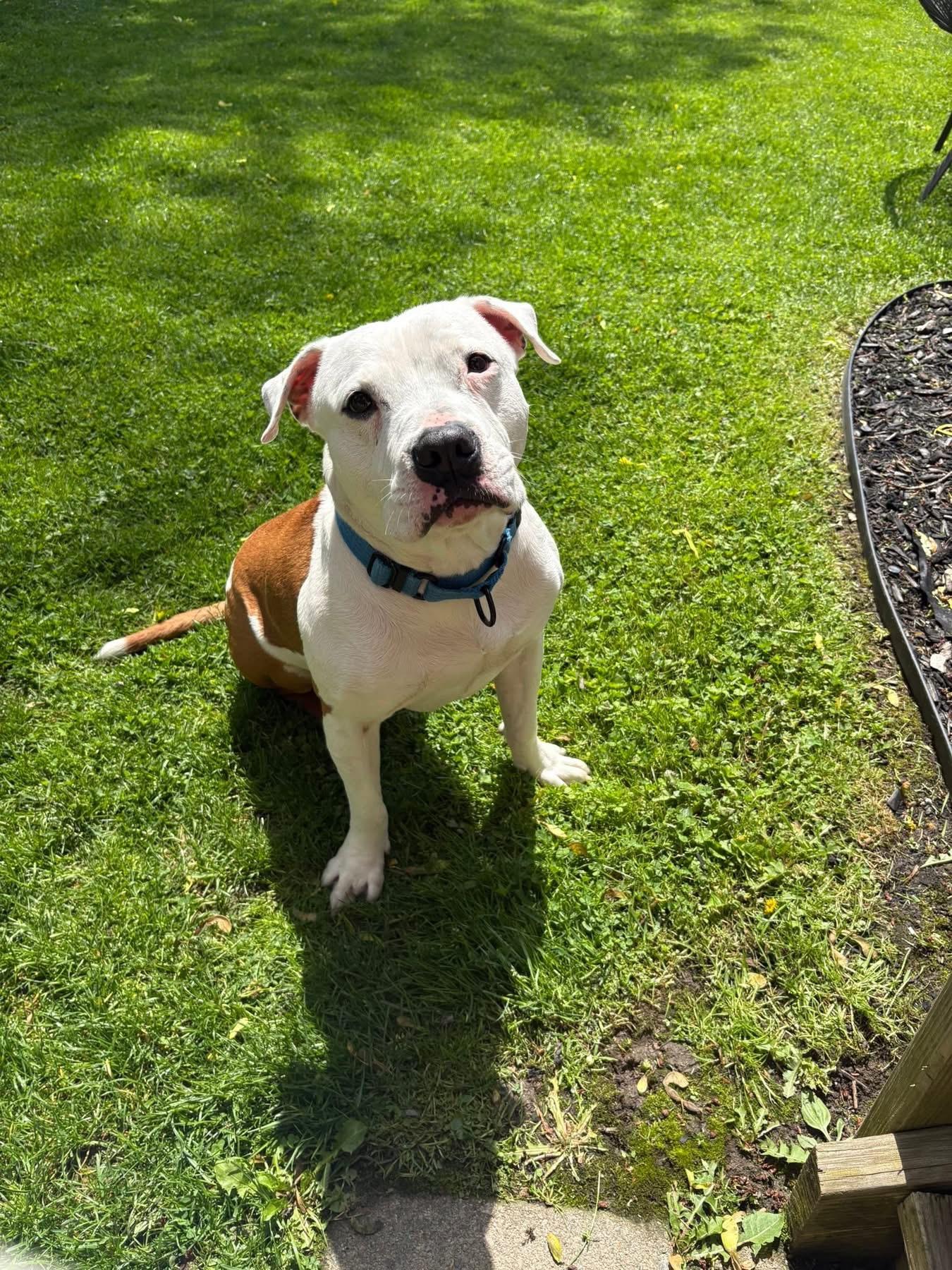 Enlarge Benny, a Adoptable mixed breed in Jamesville, NY image 3/5