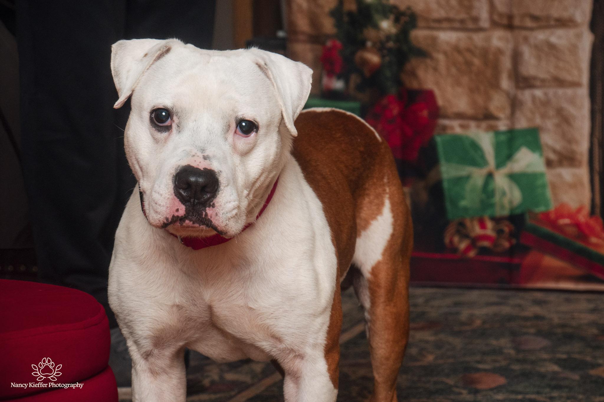 Enlarge Benny, a Adoptable mixed breed in Jamesville, NY image 3/5