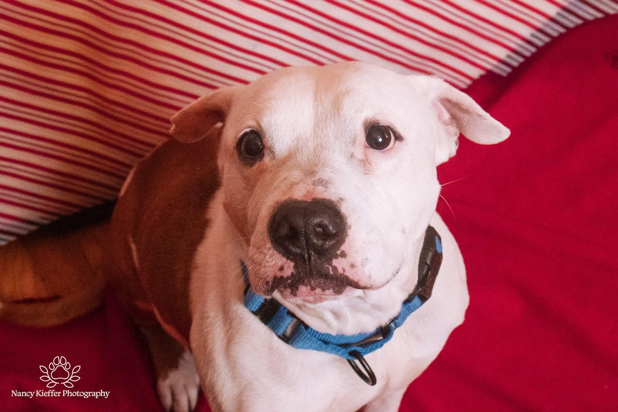 Enlarge Benny, a Adoptable mixed breed in Jamesville, NY image 5/6