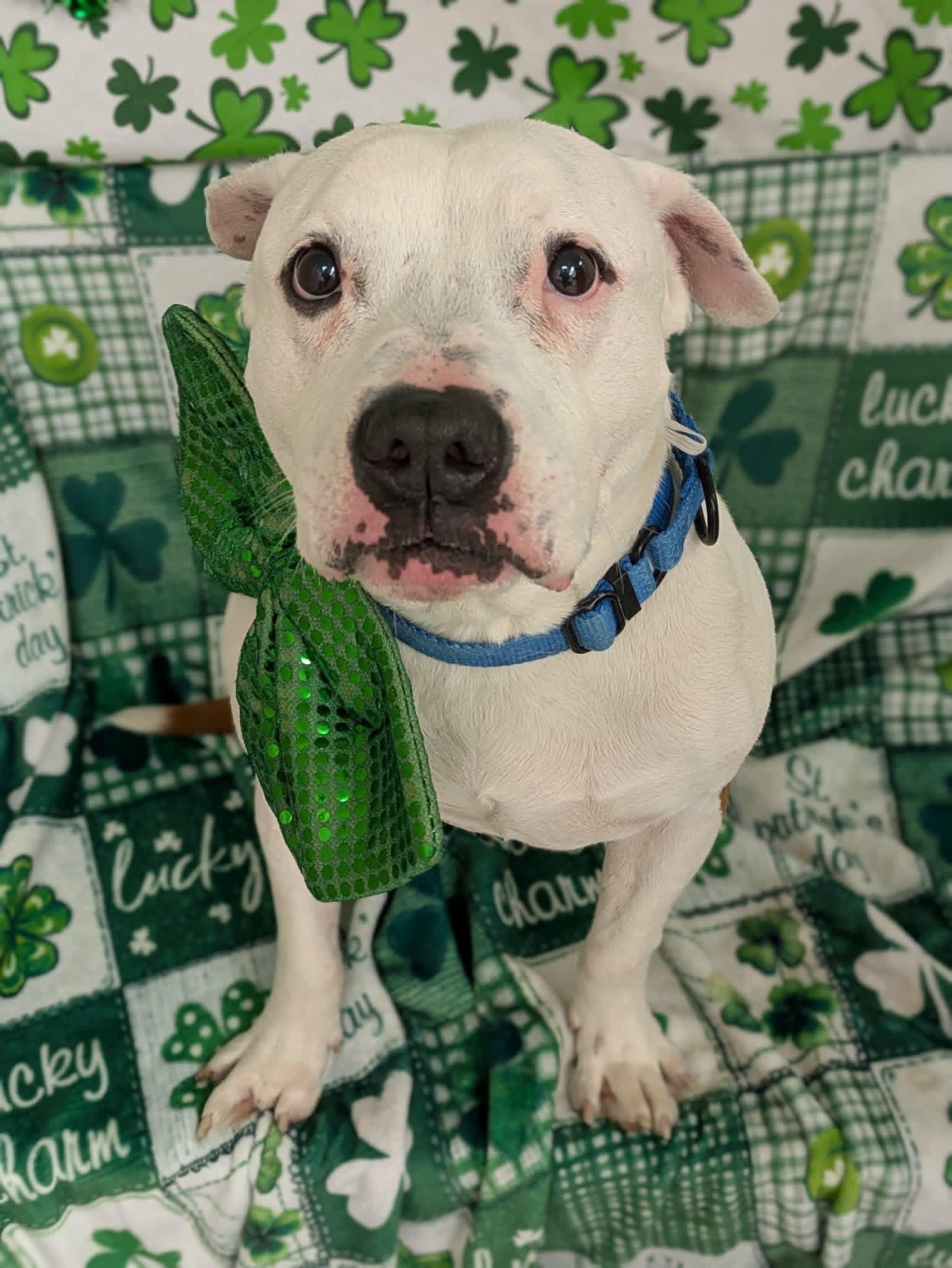 Benny, Adoptable, Adult Male Terrier.