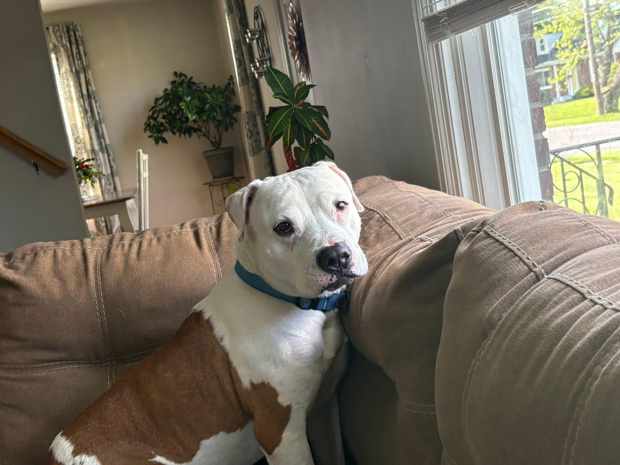 Enlarge Benny, a Adoptable mixed breed in Jamesville, NY image 4/5