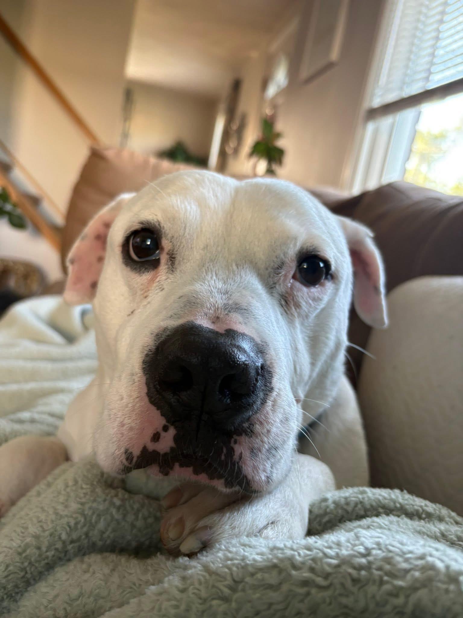 Benny, Adoptable, Adult Male Terrier.