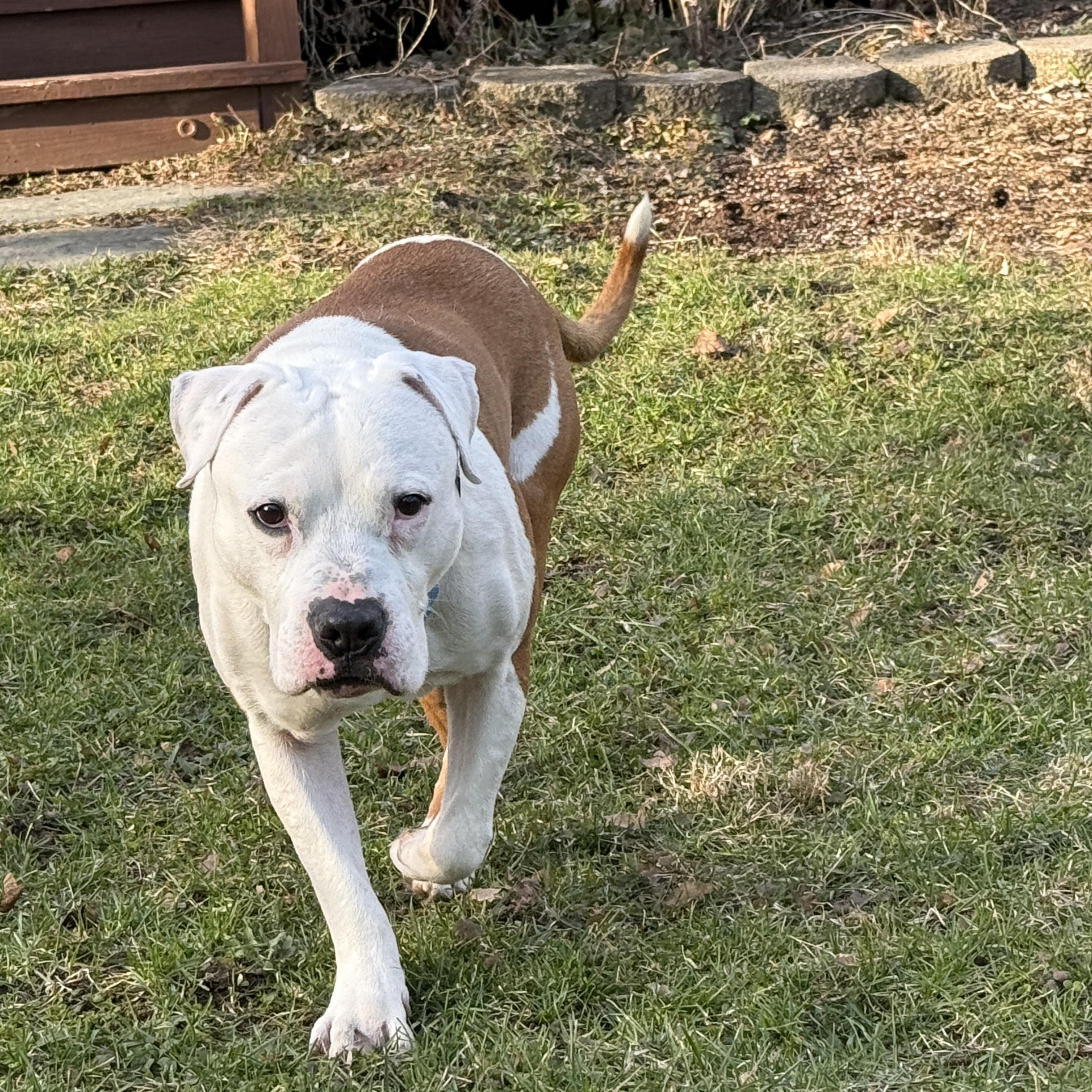 Benny, Adoptable, Adult Male Terrier.