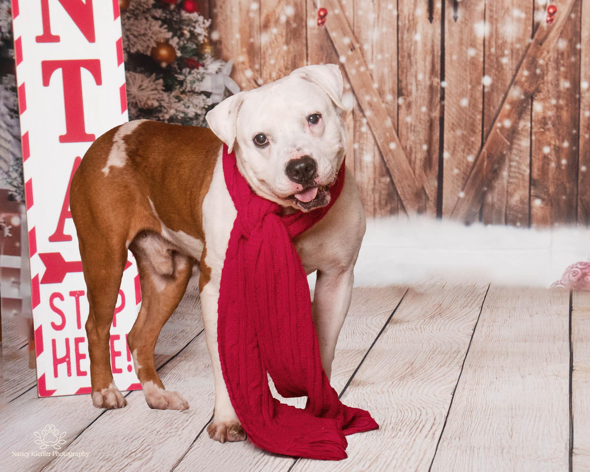 Enlarge Benny, a Adoptable mixed breed in Jamesville, NY image 1/5