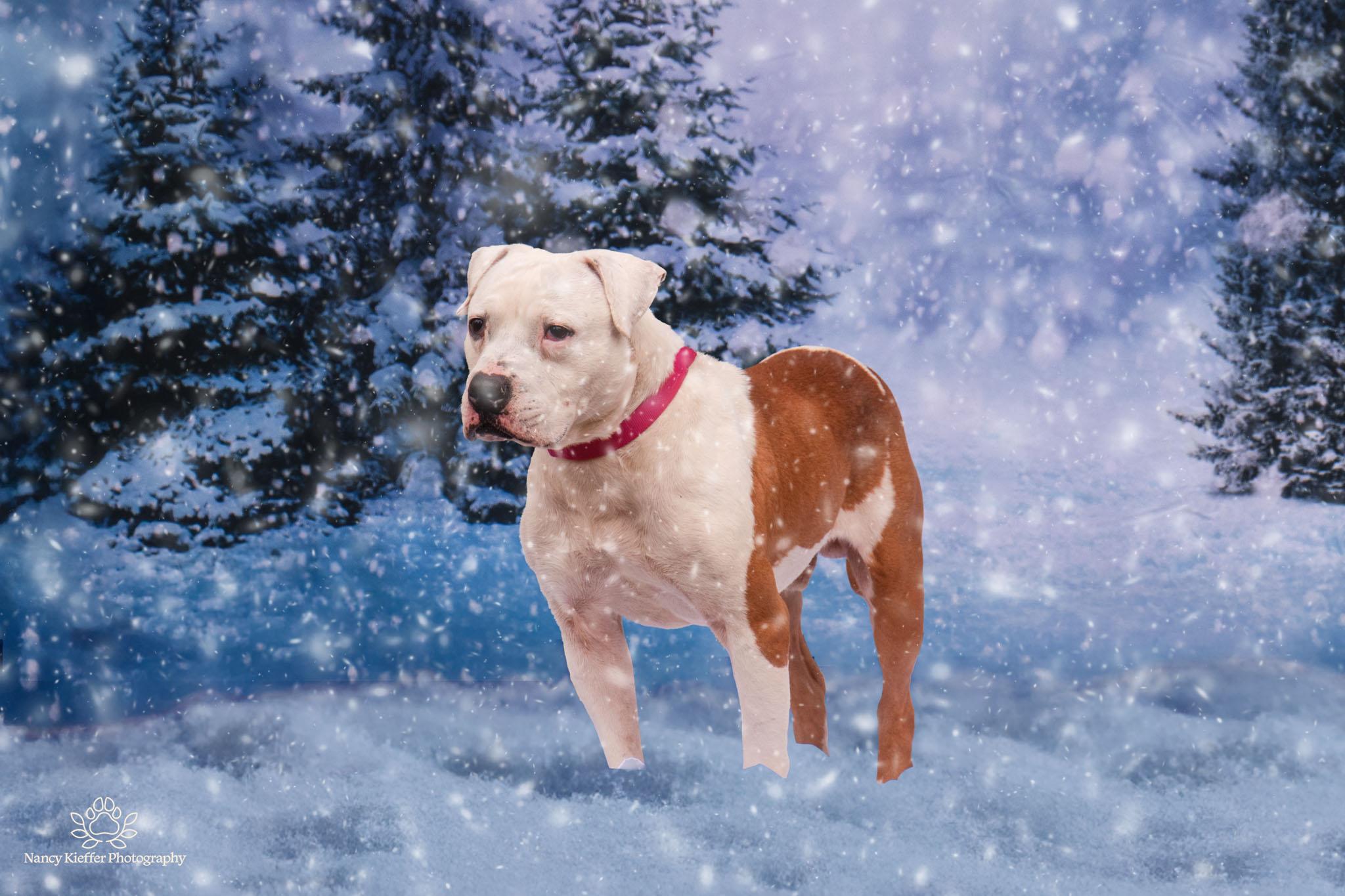 Enlarge Benny, a Adoptable mixed breed in Jamesville, NY image 4/5