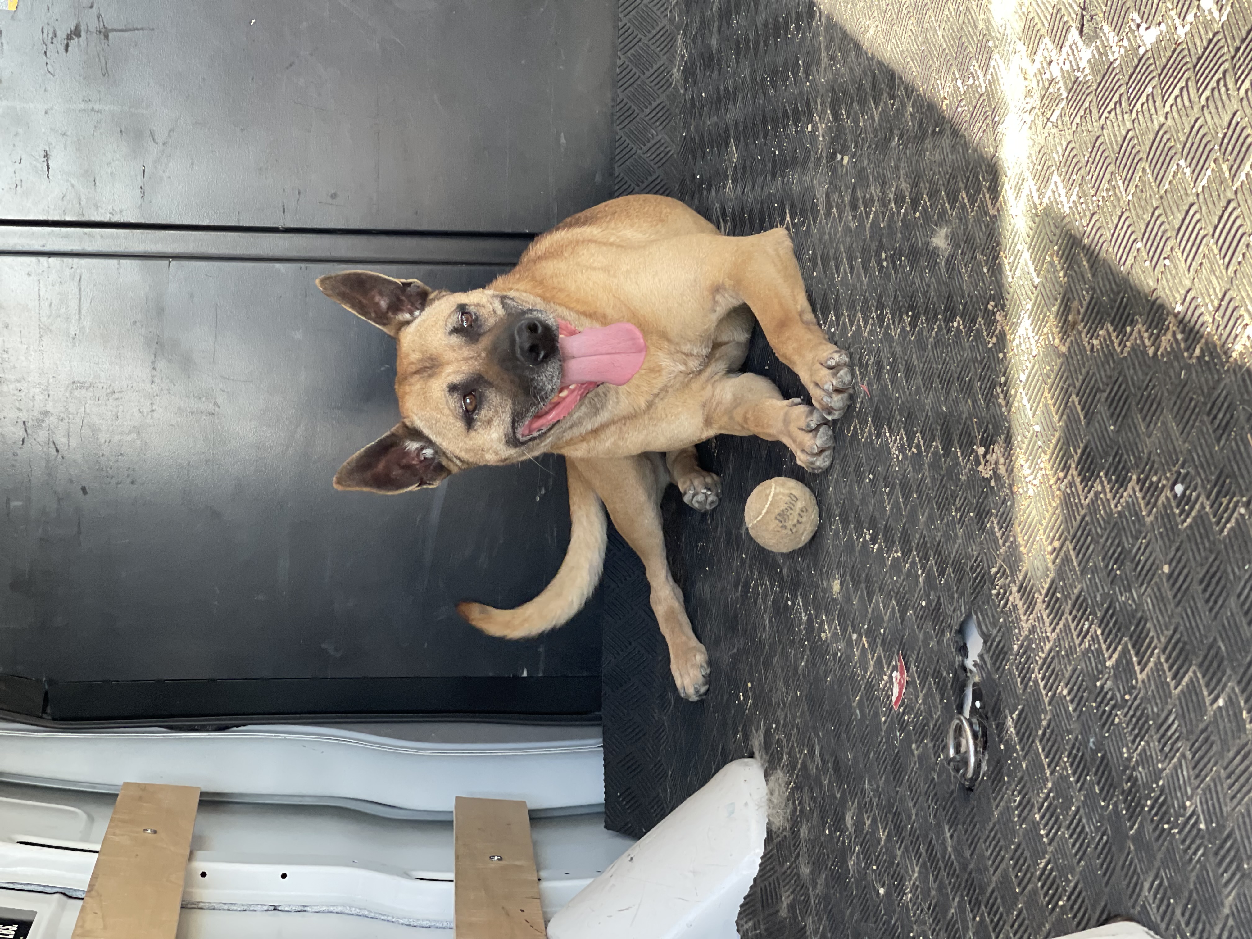 Boomer, Adoptable, Adult Male Shepherd & Belgian Shepherd / Malinois.