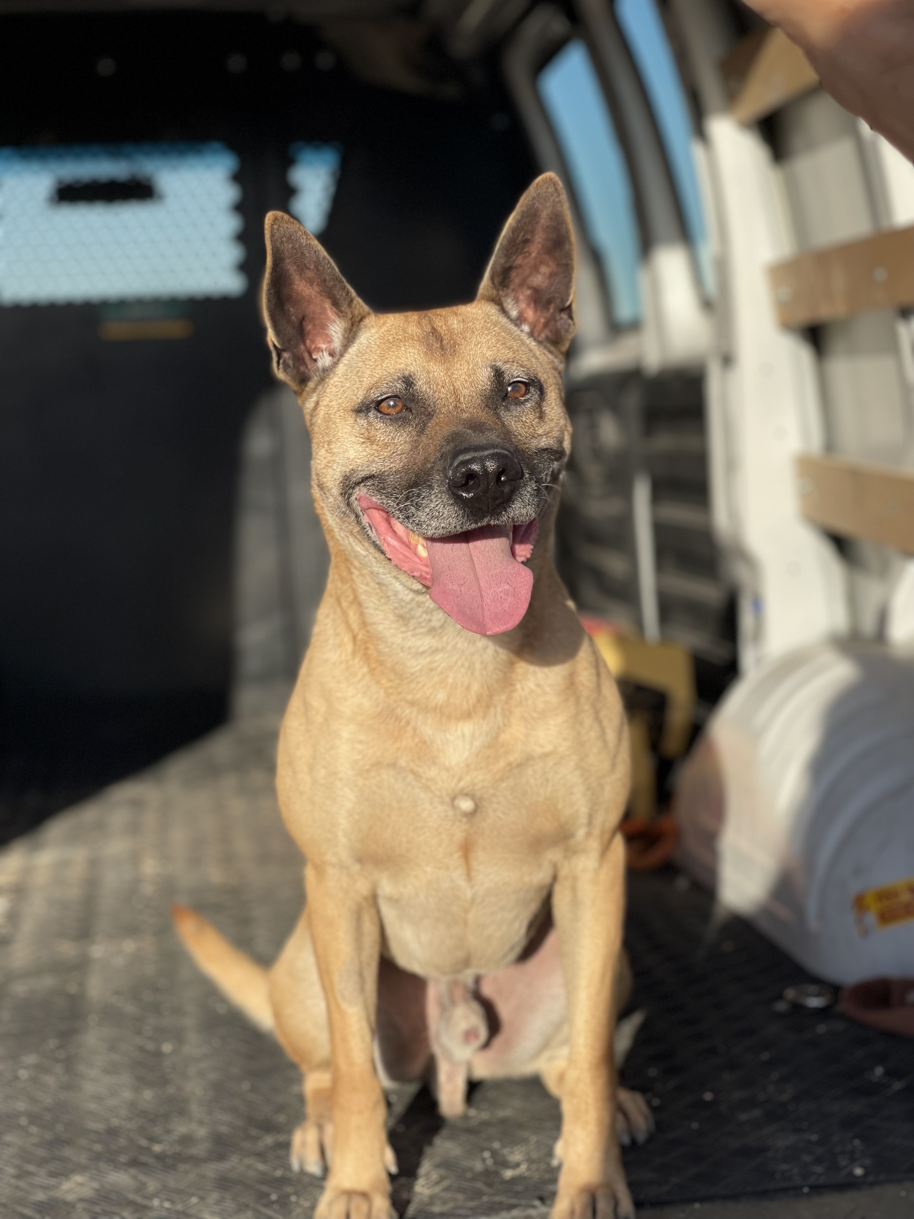 Boomer, a Adoptable mixed breed in Claremont, CA image 2/5