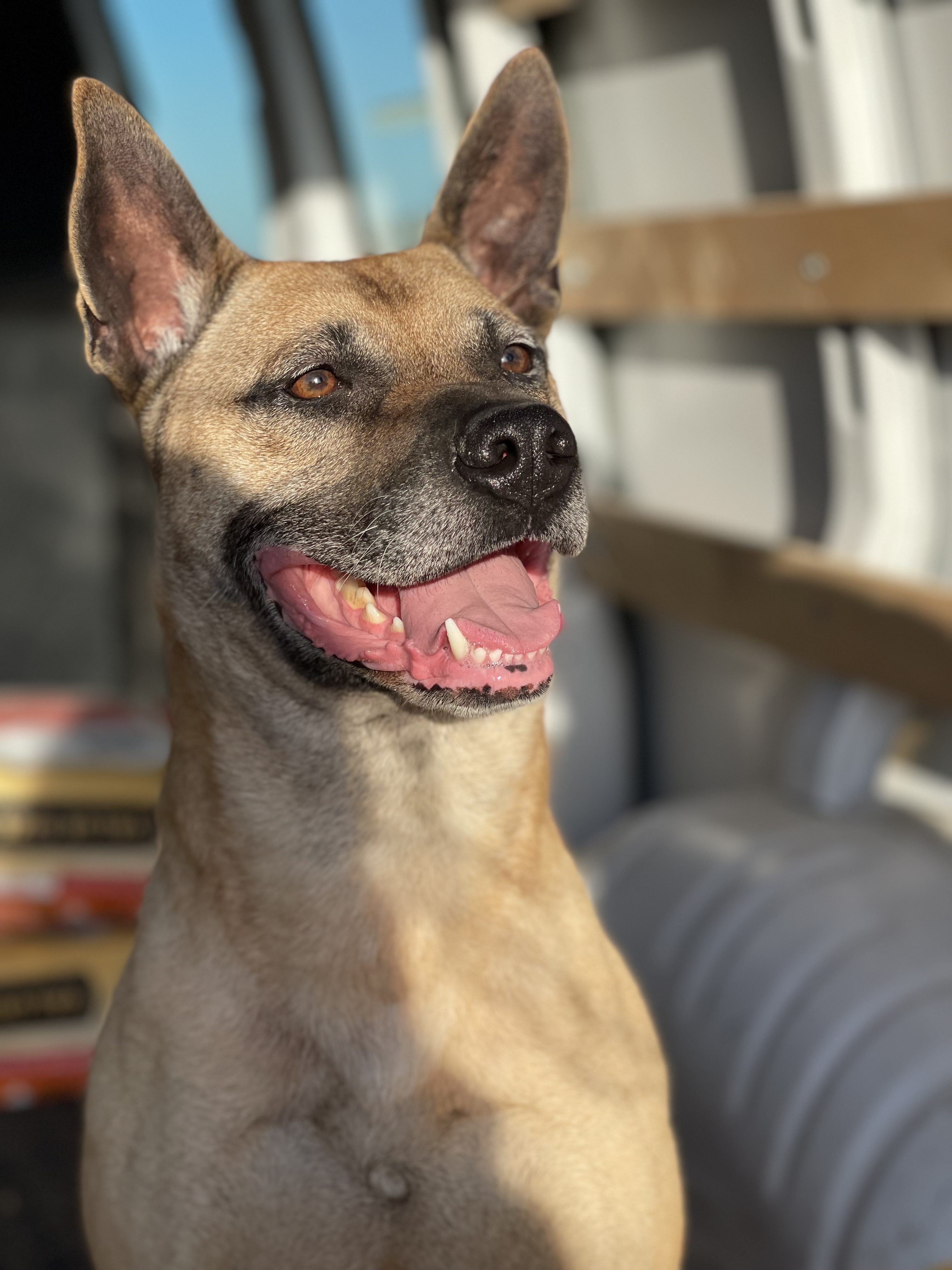 Boomer, a Adoptable mixed breed in Claremont, CA image 3/5