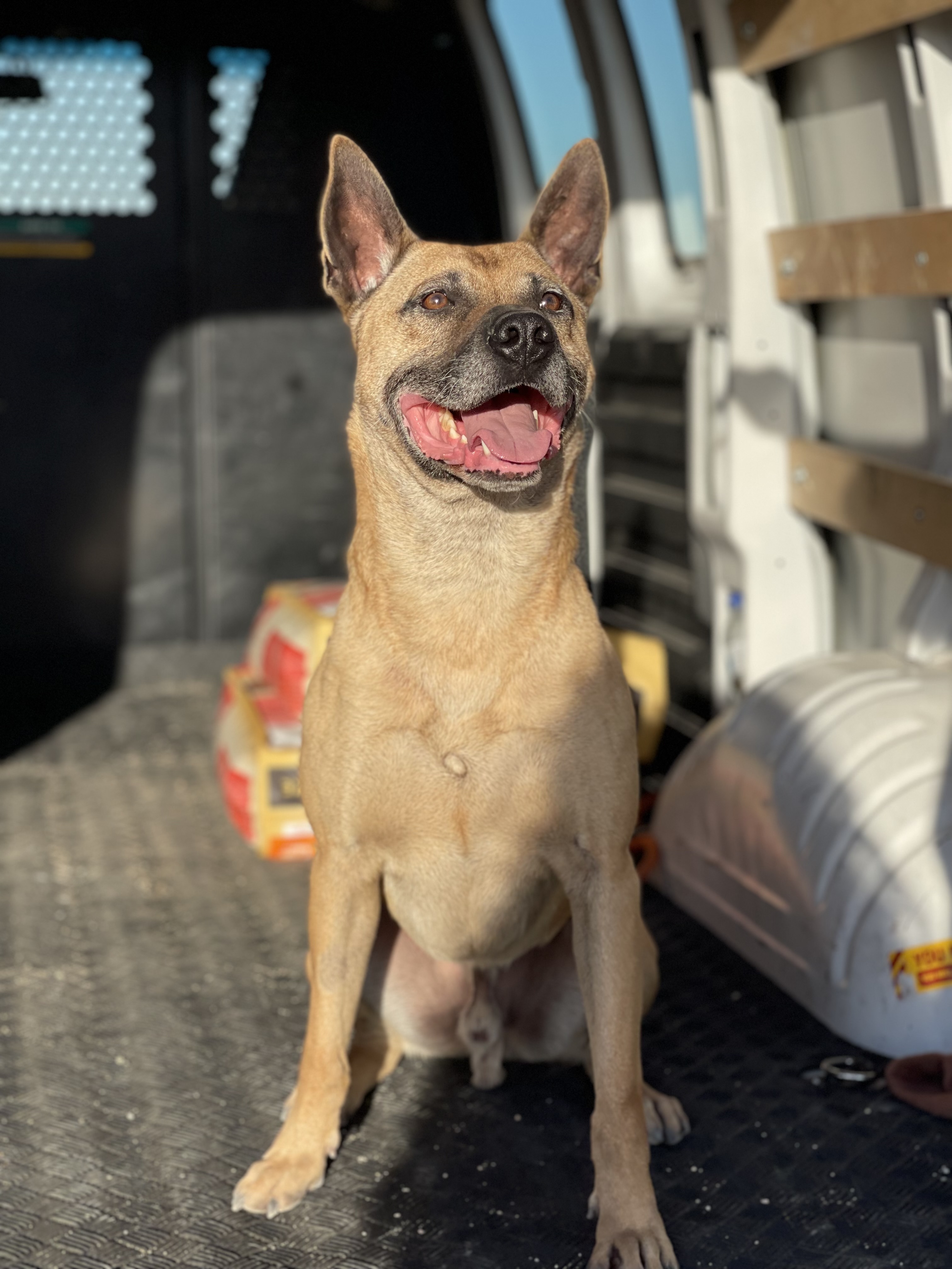 Boomer, a Adoptable mixed breed in Claremont, CA image 4/5