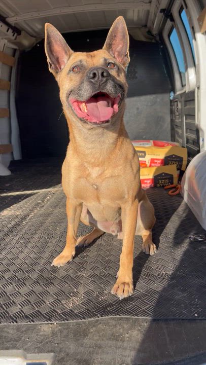 Enlarge Boomer, a Adoptable mixed breed in Claremont, CA video 5/5