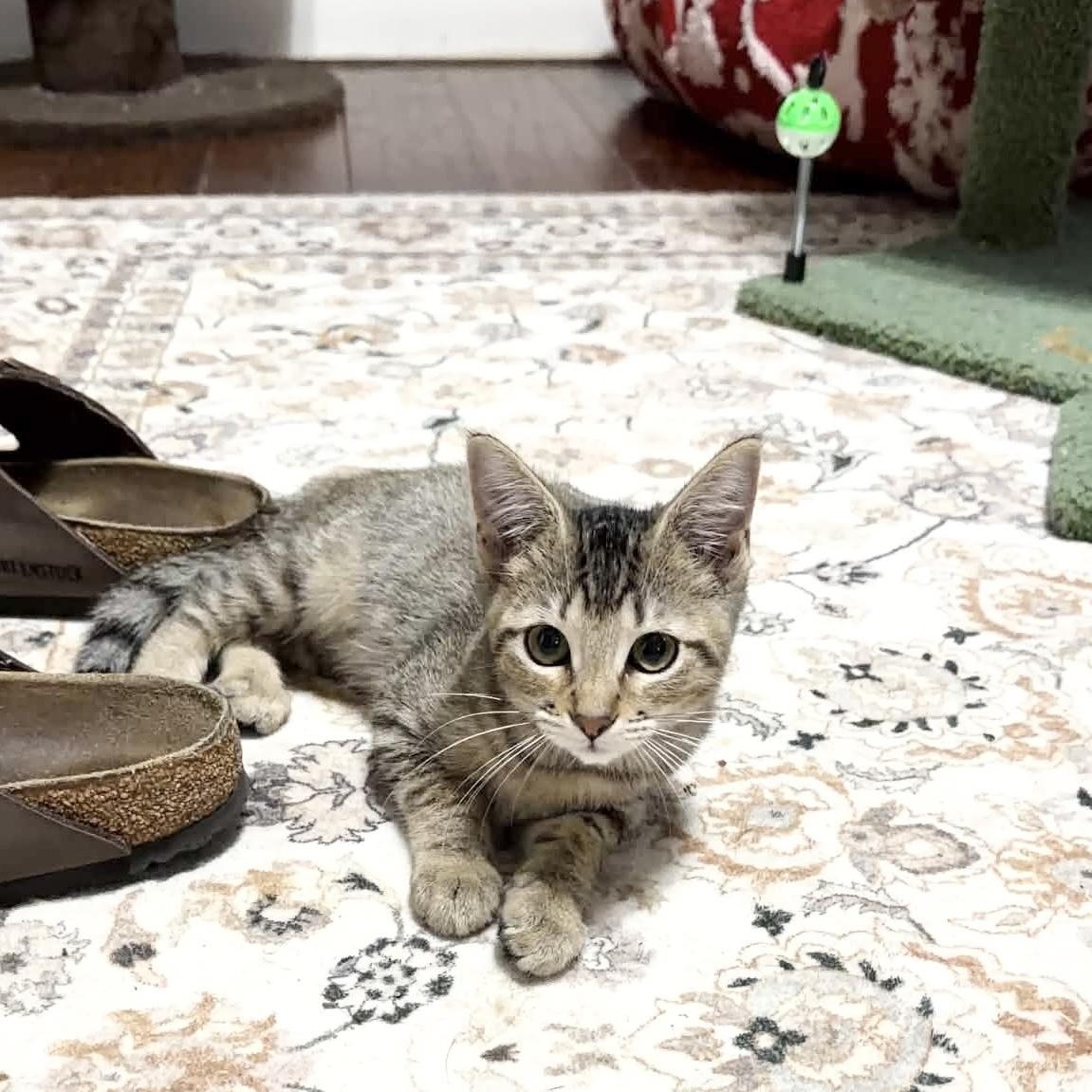 Enlarge Purrfect Edna, a Adoptable Tabby in West Hartford , CT image 1/5