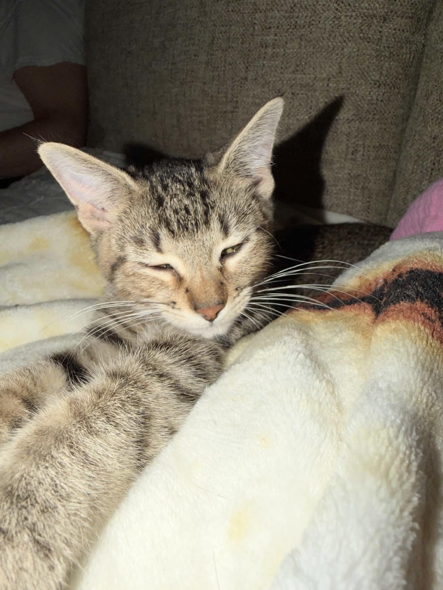 Enlarge Purrfect Edna, a Adoptable Tabby in West Hartford , CT image 5/5