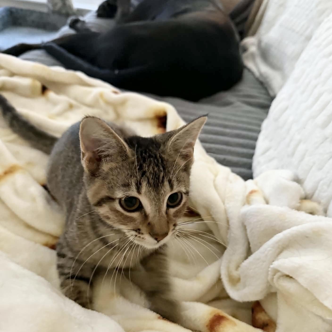 Enlarge Purrfect Edna, a Adoptable Tabby in West Hartford , CT image 3/5