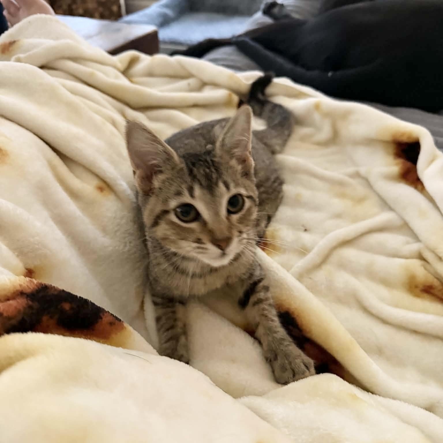 Enlarge Purrfect Edna, a Adoptable Tabby in West Hartford , CT image 4/5