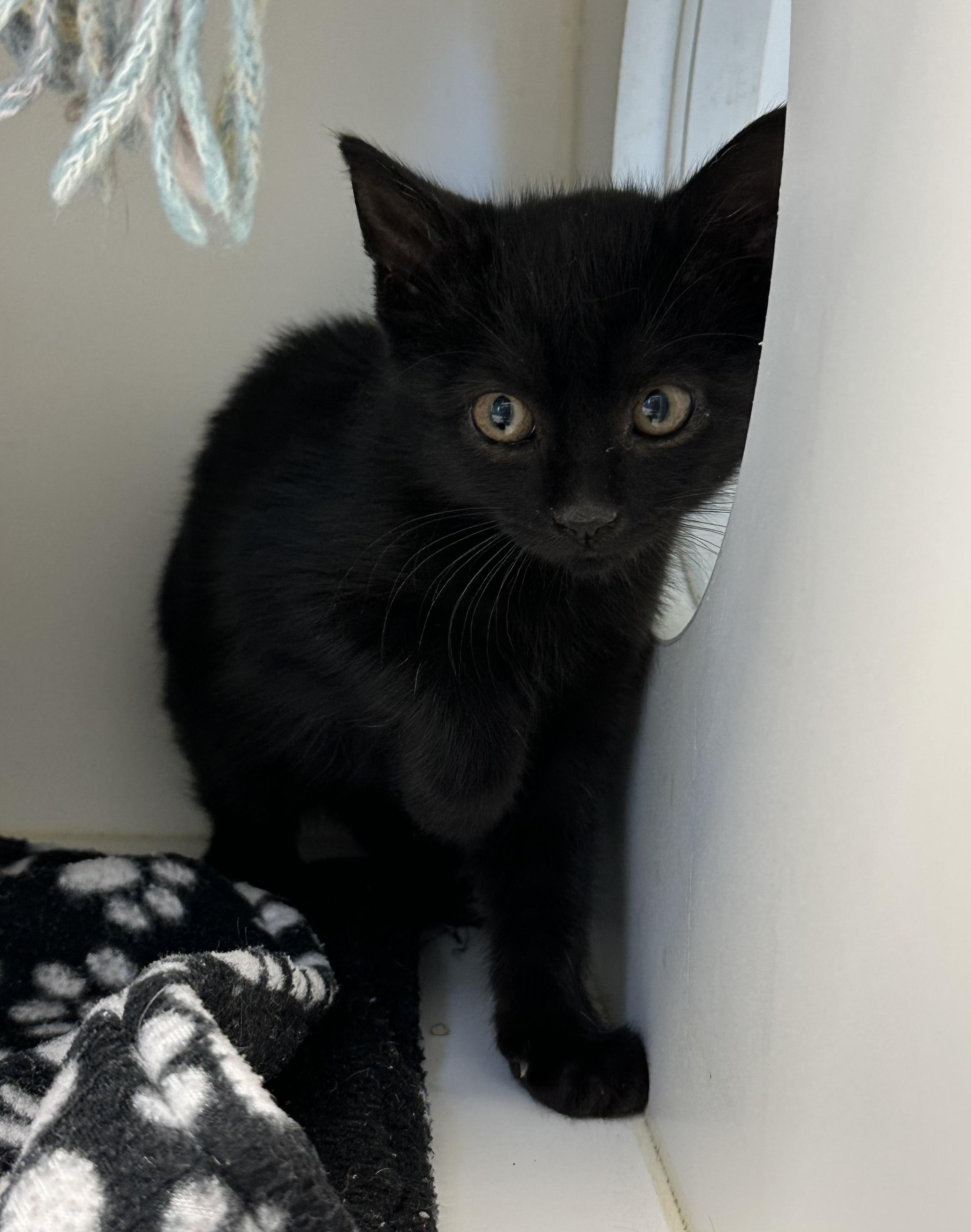 Rubber Band (ID 49316/3972)