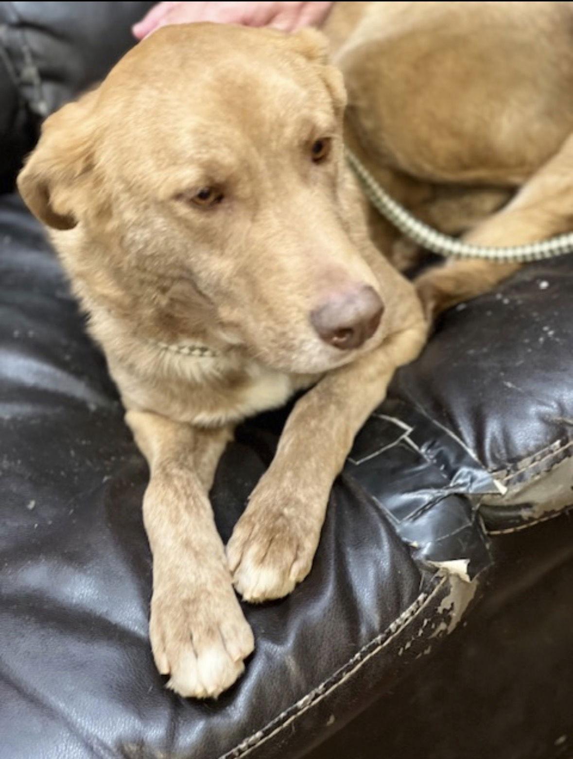 Carmen, Adoptable, Young Female Golden Retriever & Yellow Labrador Retriever.