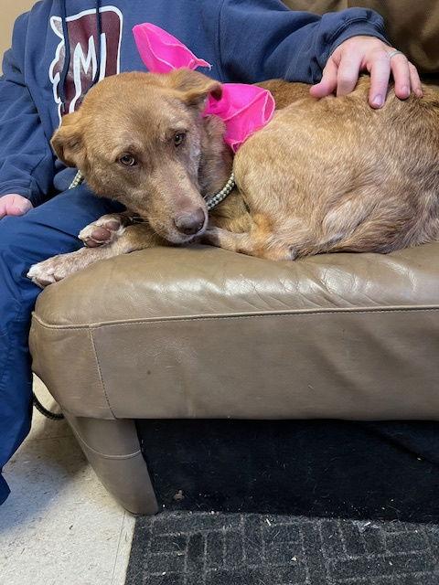 Carmen, a Adoptable mixed breed in Mount Laurel, NJ image 2/3